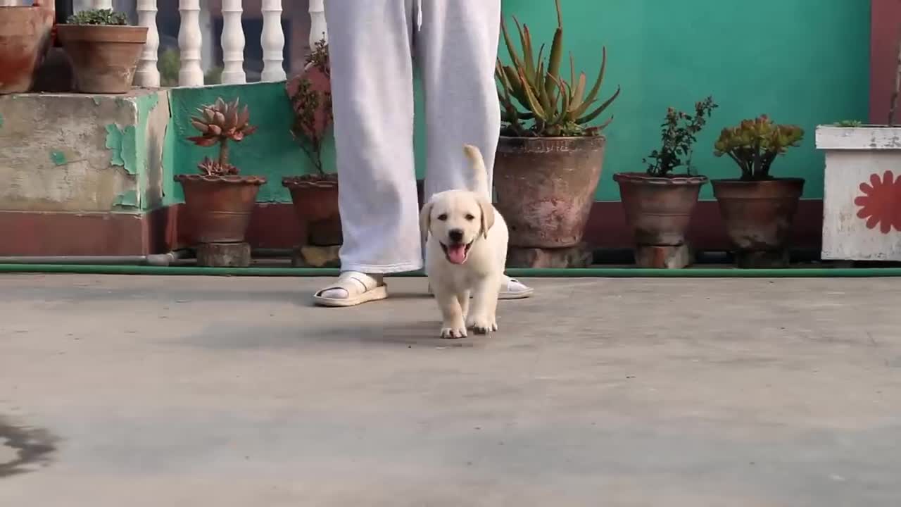 Cute labrador puppy playing😍🌝🥰