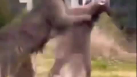 kangaroo fight