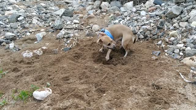 Dog Game Sand Dog Playing Nature