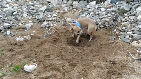 Dog Game Sand Dog Playing Nature