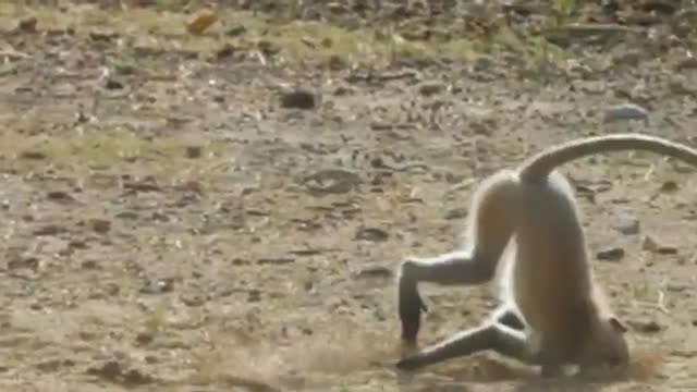 Funny Monkey Latest Video | Funniest Monkey