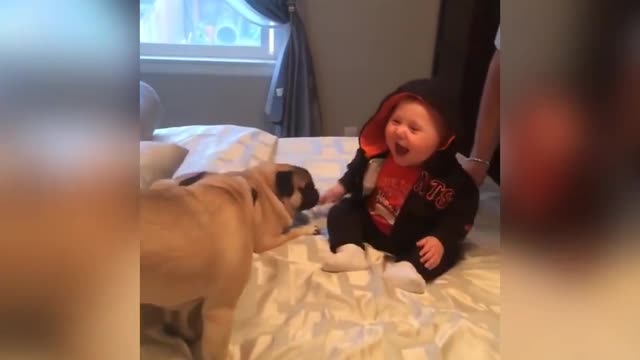 Funny and smart dog 14