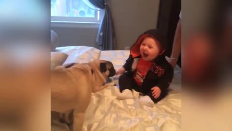 Funny and smart dog 14