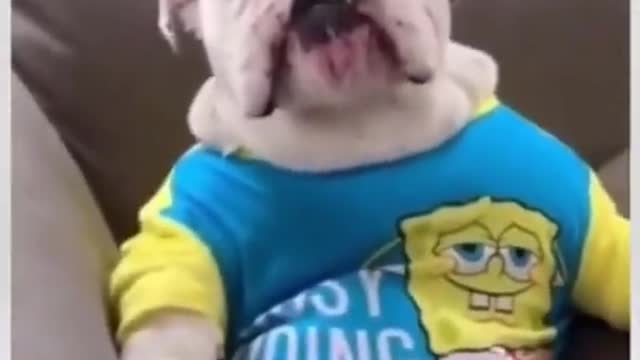 Latest version of the year|Funny baby dog|Interesting pet dogs and cats