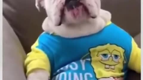 Latest version of the year|Funny baby dog|Interesting pet dogs and cats