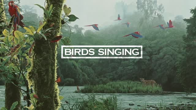 birds singing | 2 HOURS