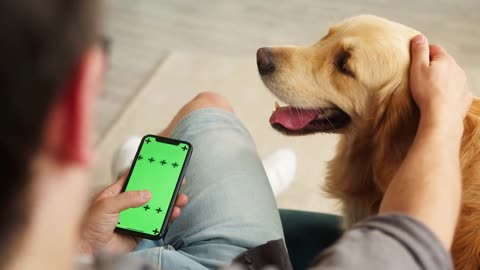 golden retriever lying on sofa in living room, man using smartphone