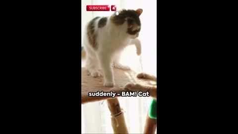 FUNNY CATS