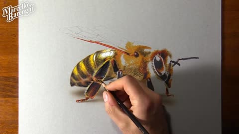 Describe The Details Of The Body Parts Of Bees