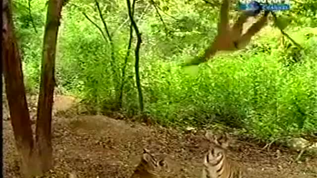 When the monkey make trouble to the great Tigers.