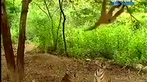 When the monkey make trouble to the great Tigers.