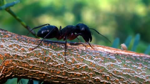 ant walking