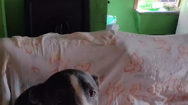 PET SOFIA