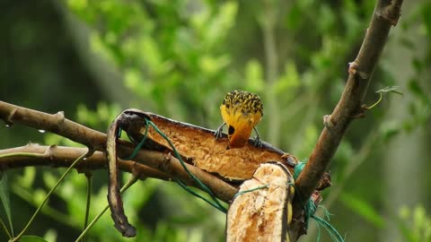 Bird Feeding on Banana