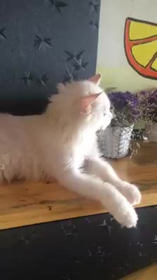 Cats most beautiful white cotton with wonderfull eyes