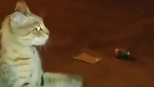 A funny cat saw a dog pass by and stood dancing with the guys