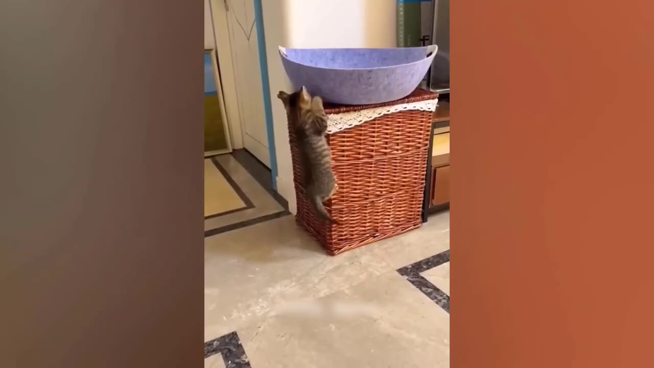 Funny Animal Videos 2023 🥰 - Funniest Dogs and Cats Videos