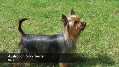 38 Greatest Breeds of Non Shedding Dogs