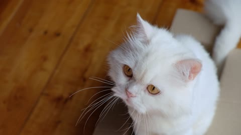 the most beautiful white cat