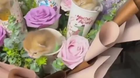 The Cutest Cats Compilation Ever!