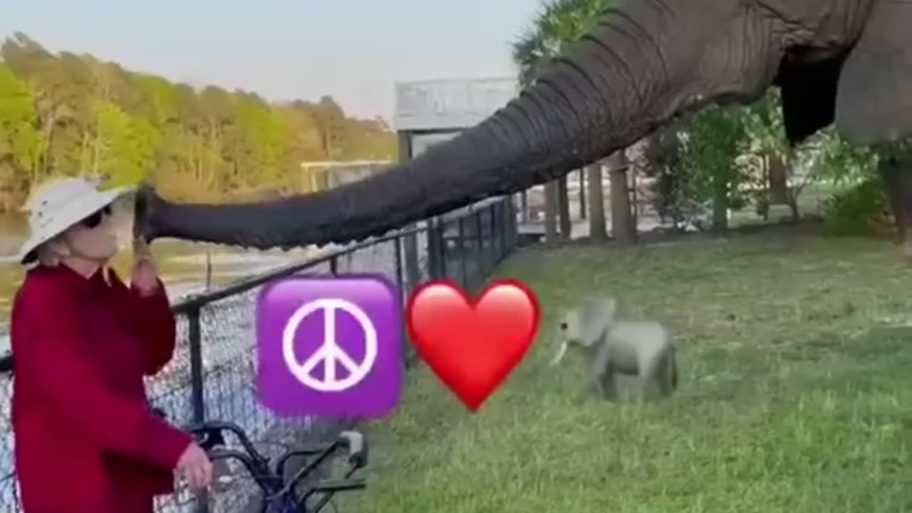 Best Funny Animal Videos of the year (2023)