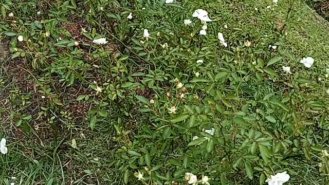 white flower in gardener