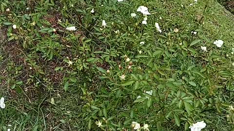 white flower in gardener