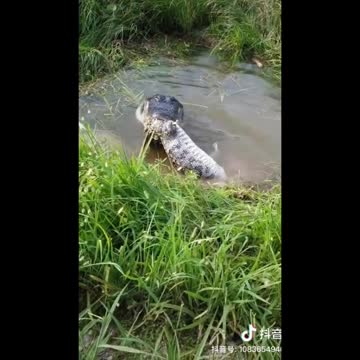 Crocodile eating crocodile