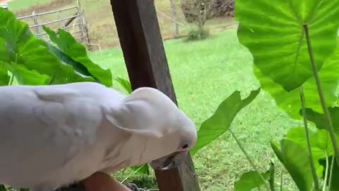 Cockatoo chases flies.