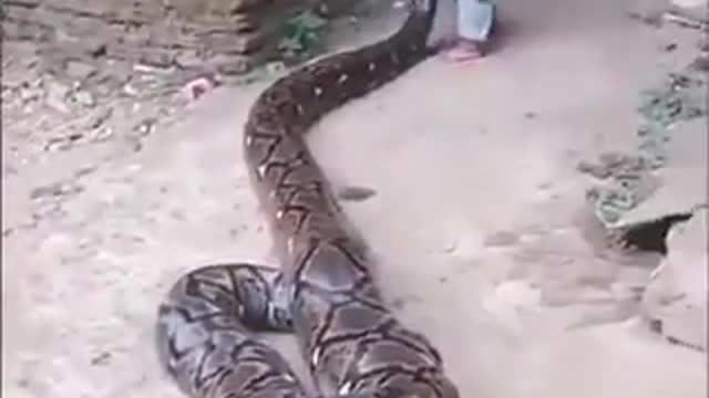 Little boy playing safely with a giant Anaconda