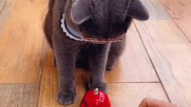 Best Of The 2020 Funny​ Animals Videos