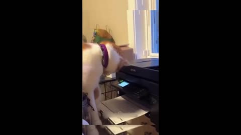 cat and dog Antics