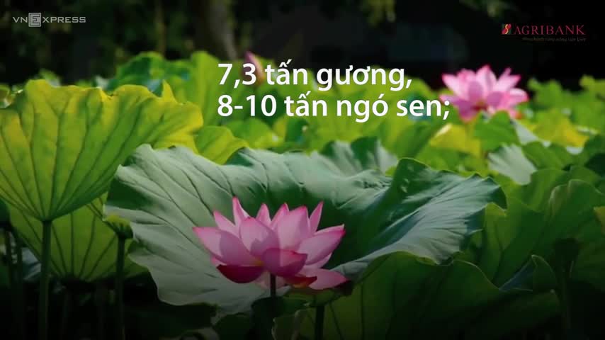 trồng sen mùa lũ