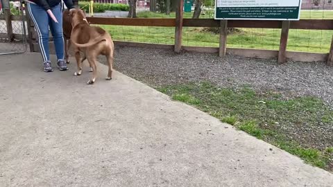 German Shepherd Attacks Pitbull [OFF LEASH DOG PARK