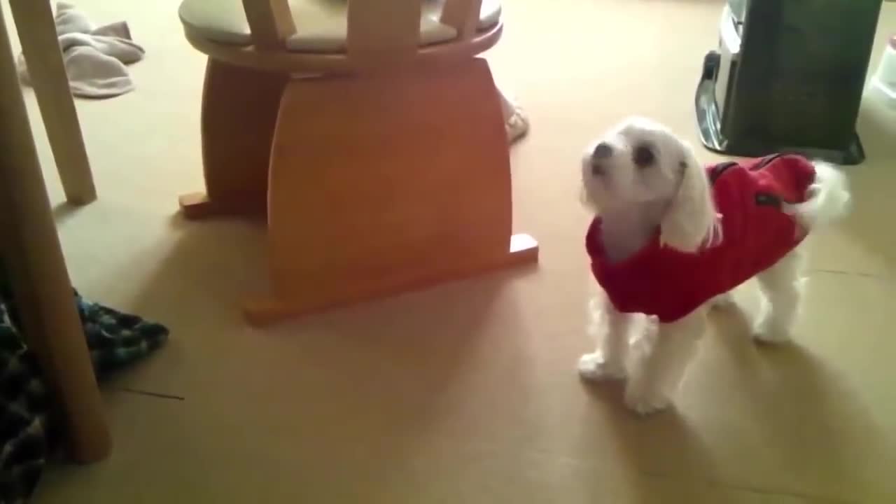 Super funny dog video