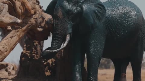 elephant