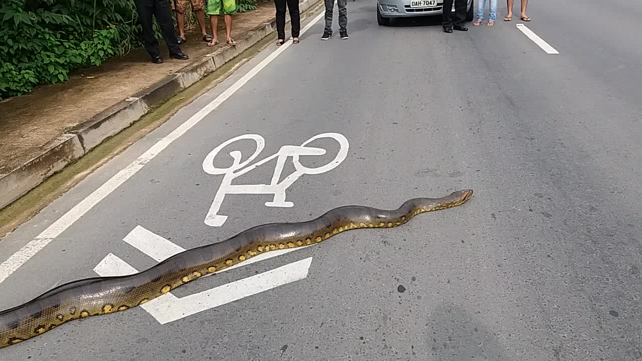 Anaconda Crossing!