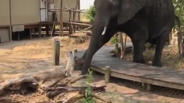 Elephant Is Going