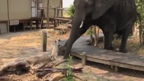 Elephant Is Going