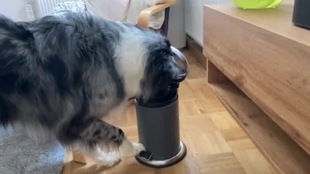 Fed up doggy tosses owner's phone in the trash