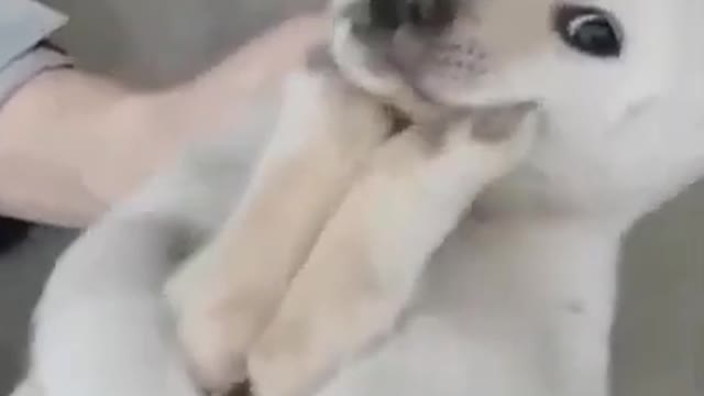 Funny puppy 🤣🤣 playing