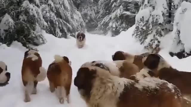 All Dogs Doing Are Enjoying the Snow.