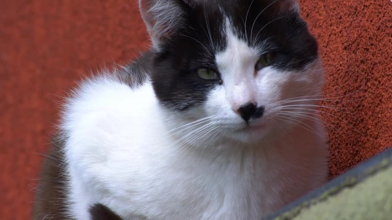 The cat feel winter