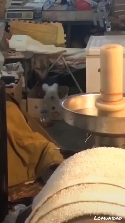 Jump Around Dog in Box