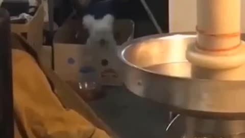 Jump Around Dog in Box