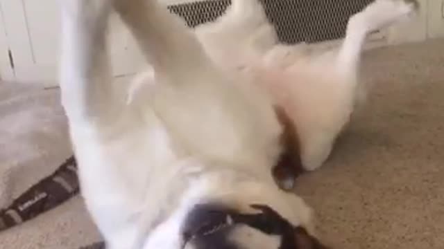 White dog laying down and lifting his paws up