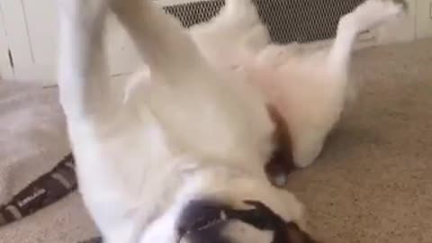 White dog laying down and lifting his paws up