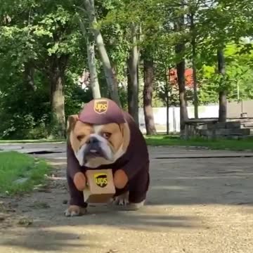 Bulldog wearing UPS costume hard at work delivering packages