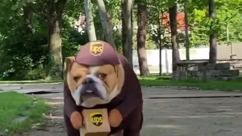 Bulldog wearing UPS costume hard at work delivering packages