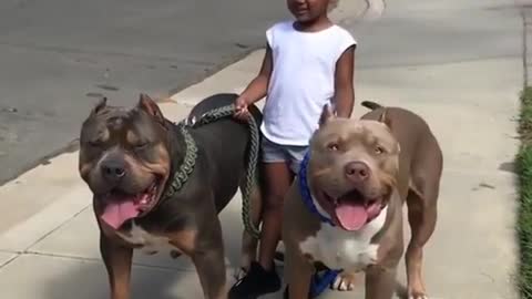 Bully Friendly with Cute Little Girl !! Dog Love